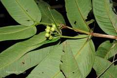 Memecylon subramanii